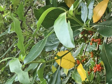 Yellow leaves