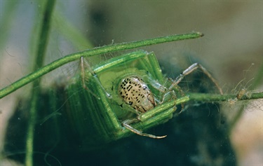 Caddis oecetis