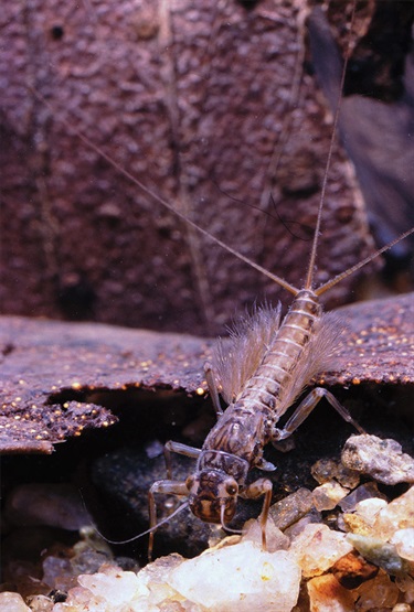 Mayfly