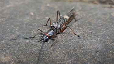 Stonefly (photo credit: Daniel Rhodes)