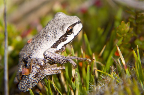 Brown tree frog