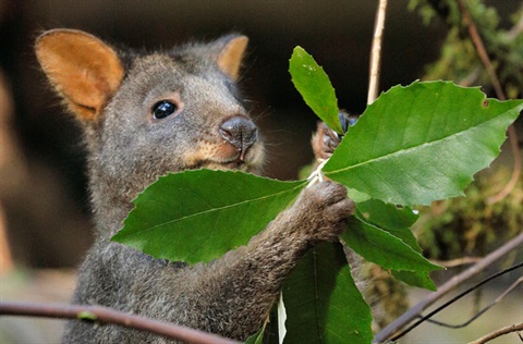 Pademelon-Photo-by-Michael-Roberts_1.jpg