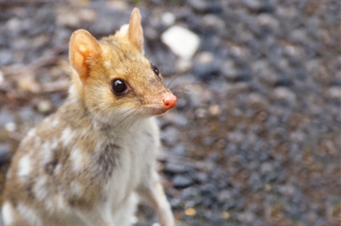 Eastern quoll