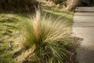 Serrated tussock