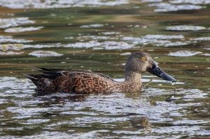 Australian Shoveler (photo credit: Helen Cunningham)