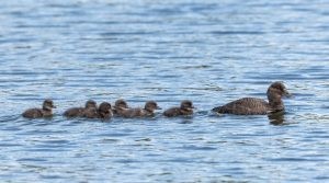 Blue ducks (photo credit: Helen Cunningham)