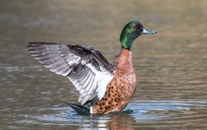 Chestnut Teal (photo credit: Helen Cunningham)