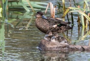 Chestnut Teal (photo credit: Helen Cunningham)