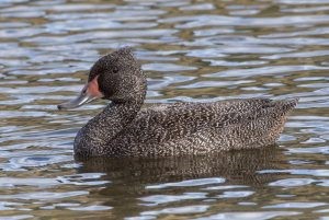 Freckled duck (photo credit: Helen Cunningham)