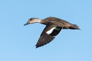 Grey Teal (photo credit: Helen Cunningham)