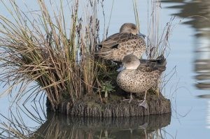 Grey Teals (photo credit: Helen Cunningham)