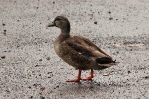 Mallard x black duck hybrid (photo credit: Helen Cunningham)