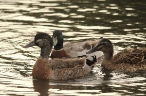 Mallards (photo credit: Helen Cunningham)