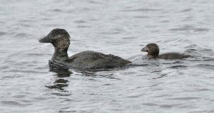 Musk-Ducks (photo credit: Helen Cunningham)