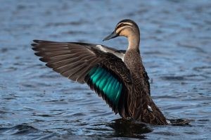 Pacific black duck- (photo credit: Helen Cunningham)