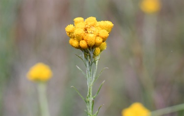 Clustered everlasting