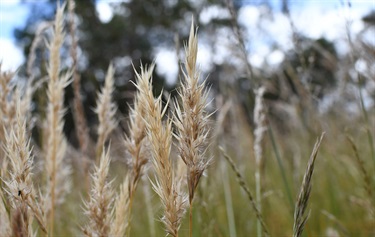 Wallaby grass