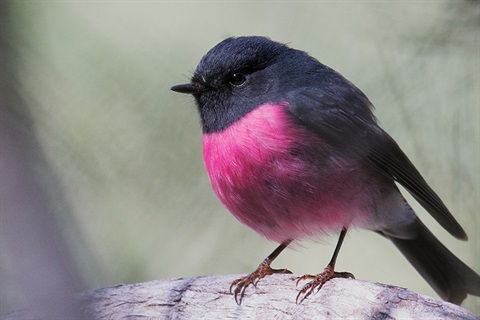 Hobart Bird Walks