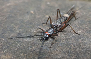 Stonefly-Dan-Rhodes-300px.jpg