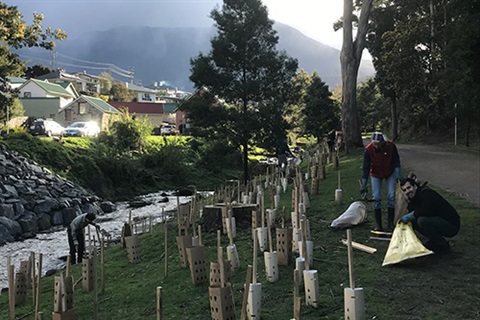 Hobart Rivulet Bushcare