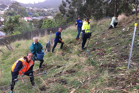 Valley Street Bushcare