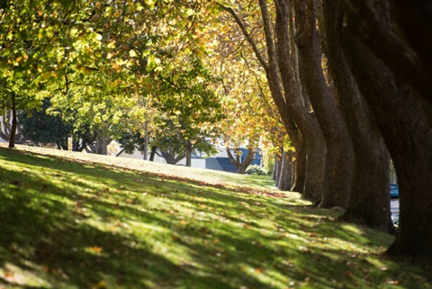 Trees-WEB.jpg