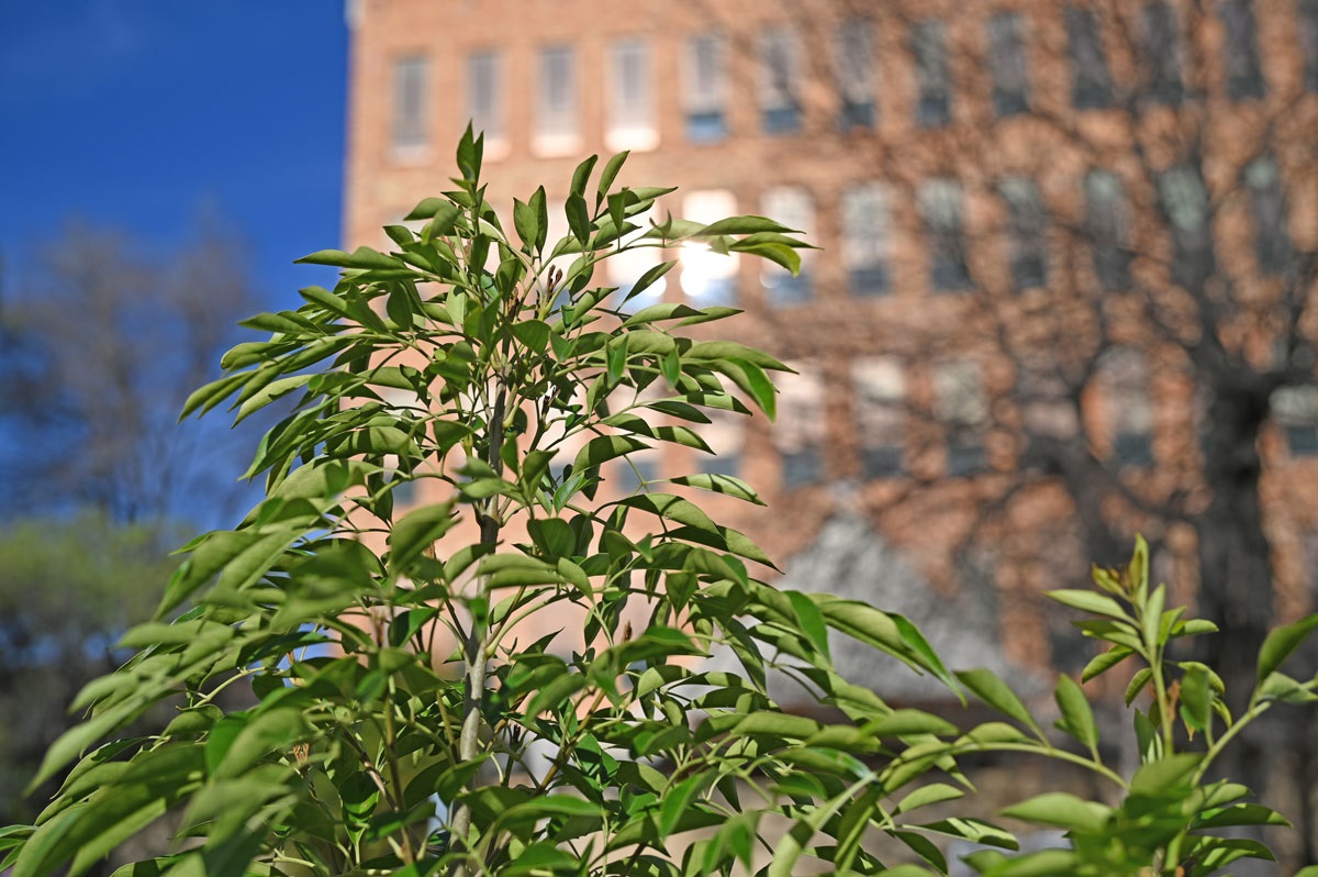 Street-tree-planting-Hampden-Rd-Battery-Pt-2024-July-24-JS1_5536.jpg