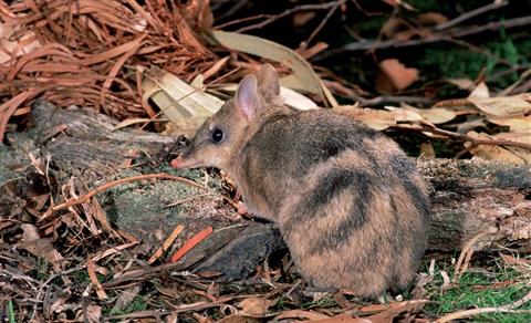 Bandicoot-friendly-gardens.jpg