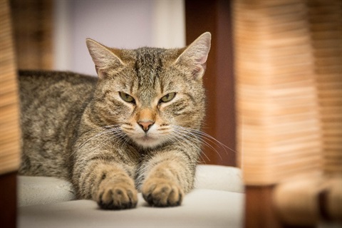 picture of cute cat lying down